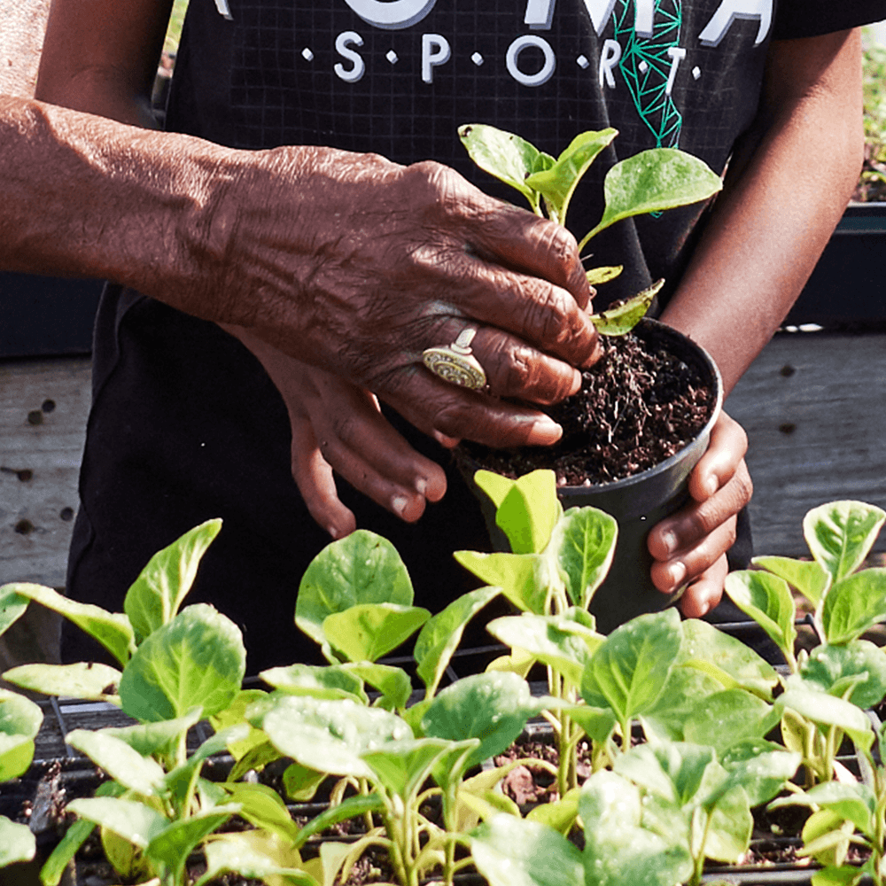 Black hands are planting a seedling. One pair looks like they belong to a young person and one looks like it belongs to an older person.