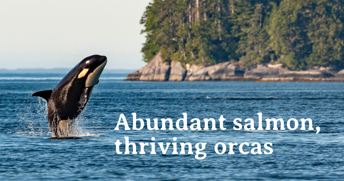 Image of an orca jumping out of the water with text that says