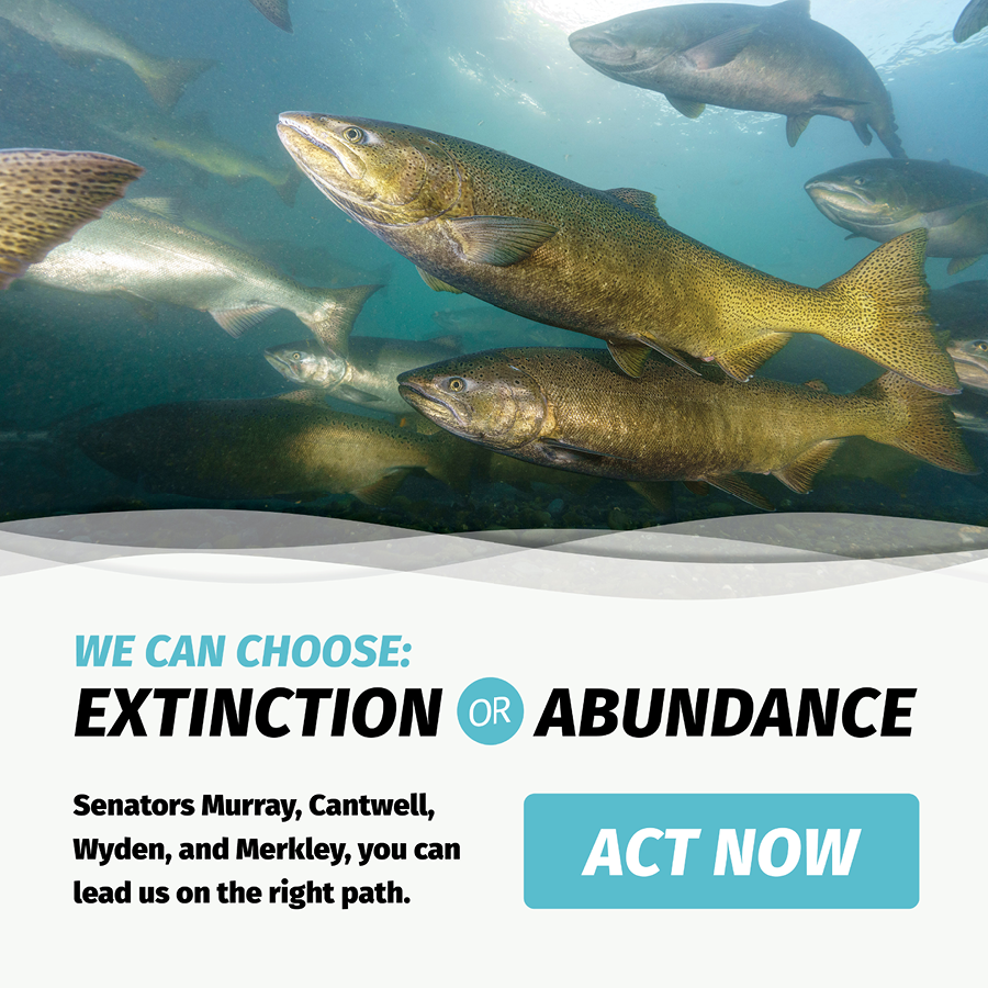 An image of a school of salmon underwater with text below that reads: